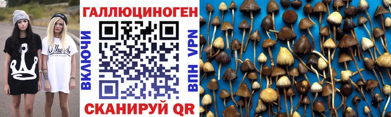 магазин продажи   Каневская  Псилоцибиновые грибы GOLDEN TEACHER 